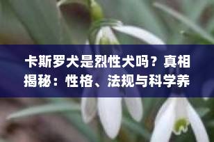 卡斯罗犬是烈性犬吗？真相揭秘：性格、法规与科学养宠指南