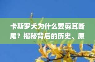 卡斯罗犬为什么要剪耳断尾？揭秘背后的历史、原因与争议（2025最新解读）