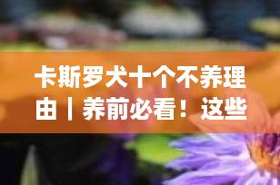 卡斯罗犬十个不养理由｜养前必看！这些“猛犬真相”你扛得住吗？