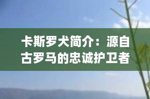 卡斯罗犬简介：源自古罗马的忠诚护卫者，霸气与温柔并存的意大利猛犬