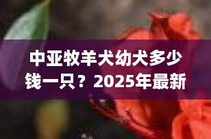 中亚牧羊犬幼犬多少钱一只？2025年最新价格指南与选购全攻略