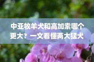 中亚牧羊犬和高加索哪个更大？一文看懂两大猛犬体型真相！