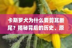 卡斯罗犬为什么要剪耳断尾？揭秘背后的历史、原因与争议（2025最新解读）
