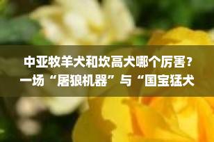 中亚牧羊犬和坎高犬哪个厉害？一场“屠狼机器”与“国宝猛犬”的巅峰对决