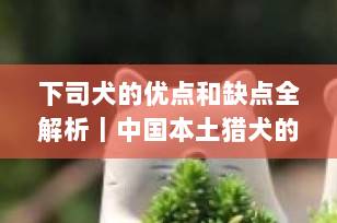 下司犬的优点和缺点全解析｜中国本土猎犬的真实养宠体验（2025最新版）