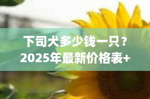 下司犬多少钱一只？2025年最新价格表+选购避坑指南（专业版）