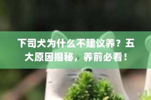 下司犬为什么不建议养？五大原因揭秘，养前必看！