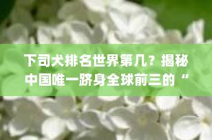 下司犬排名世界第几？揭秘中国唯一跻身全球前三的“中华名猎”