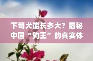下司犬能长多大？揭秘中国“狗王”的真实体型与惊人魅力
