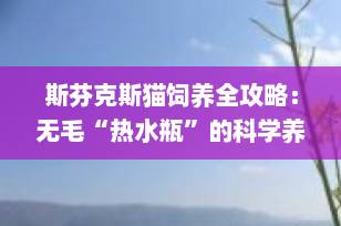 斯芬克斯猫饲养全攻略：无毛“热水瓶”的科学养护指南（2025最新版）