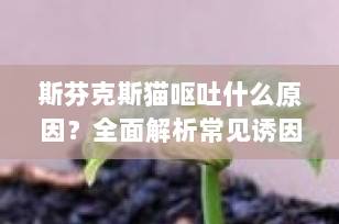 斯芬克斯猫呕吐什么原因？全面解析常见诱因与应对策略（2025最新指南）