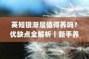 英短银渐层值得养吗？优缺点全解析｜新手养猫必看指南（2025年更新）
