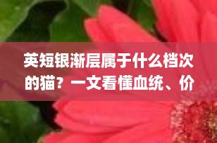 英短银渐层属于什么档次的猫？一文看懂血统、价格与饲养成本全解析