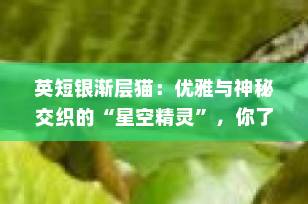 英短银渐层猫：优雅与神秘交织的“星空精灵”，你了解多少？