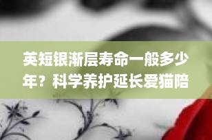 英短银渐层寿命一般多少年？科学养护延长爱猫陪伴时间（2025最新指南）