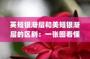 英短银渐层和美短银渐层的区别：一张图看懂，选对猫咪不踩坑！