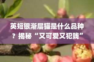 英短银渐层猫是什么品种？揭秘“又可爱又犯贱”的网红猫咪真相