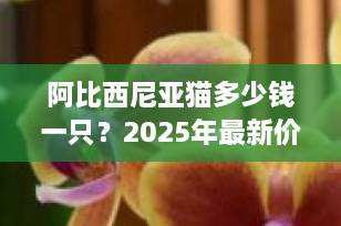 阿比西尼亚猫多少钱一只？2025年最新价格指南与全方位养猫避坑攻略