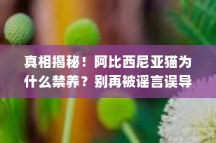 真相揭秘！阿比西尼亚猫为什么禁养？别再被谣言误导了！