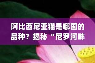 阿比西尼亚猫是哪国的品种？揭秘“尼罗河畔神猫”的千年身世之谜