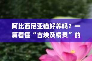 阿比西尼亚猫好养吗？一篇看懂“古埃及精灵”的饲养真相｜新手必读