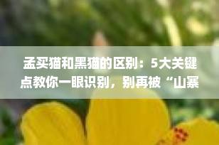 孟买猫和黑猫的区别：5大关键点教你一眼识别，别再被“山寨”忽悠了！
