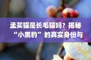 孟买猫是长毛猫吗？揭秘“小黑豹”的真实身份与养护全攻略
