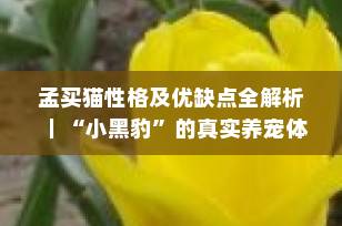 孟买猫性格及优缺点全解析｜“小黑豹”的真实养宠体验，你适合养吗？