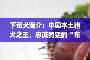下司犬简介：中国本土猎犬之王，忠诚勇猛的“东方神猎”