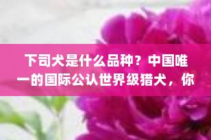 下司犬是什么品种？中国唯一的国际公认世界级猎犬，你了解吗？