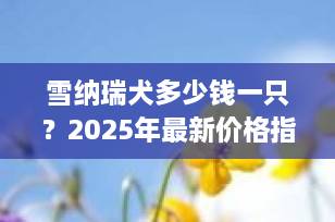 雪纳瑞犬多少钱一只？2025年最新价格指南+挑选避坑全攻略