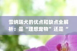 雪纳瑞犬的优点和缺点全解析：是“理想宠物”还是“麻烦精”？