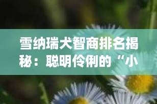 雪纳瑞犬智商排名揭秘：聪明伶俐的“小绅士”，到底有多机智？
