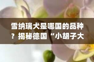 雪纳瑞犬是哪国的品种？揭秘德国“小胡子大侠”的起源与魅力