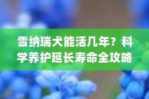 雪纳瑞犬能活几年？科学养护延长寿命全攻略