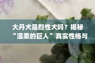 大丹犬是烈性犬吗？揭秘“温柔的巨人”真实性格与饲养真相