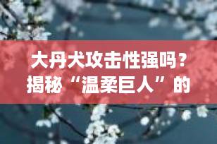 大丹犬攻击性强吗？揭秘“温柔巨人”的真实性格与饲养要点