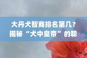 大丹犬智商排名第几？揭秘“犬中皇帝”的聪明真相！