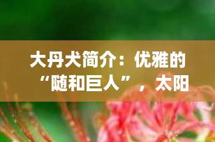 大丹犬简介：优雅的“随和巨人”，太阳神的犬中帝王