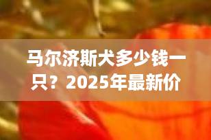 马尔济斯犬多少钱一只？2025年最新价格行情与选购指南（附避坑建议）