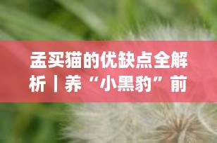 孟买猫的优缺点全解析｜养“小黑豹”前必看，聪明粘人但肠胃娇弱？