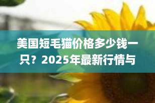 美国短毛猫价格多少钱一只？2025年最新行情与选购全攻略