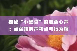 揭秘“小黑豹”的温柔心声：孟买猫叫声特点与行为解读