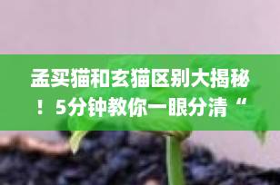 孟买猫和玄猫区别大揭秘！5分钟教你一眼分清“小黑豹”与“灵猫”