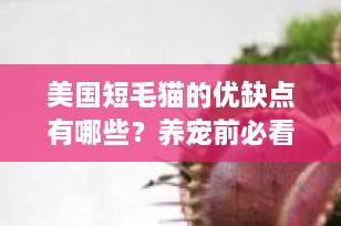 美国短毛猫的优缺点有哪些？养宠前必看的全面解析！