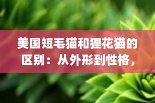 美国短毛猫和狸花猫的区别：从外形到性格，一篇看懂如何选择你的理想猫咪！