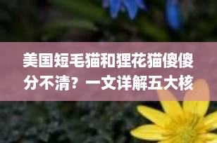 美国短毛猫和狸花猫傻傻分不清？一文详解五大核心区别，养猫必看！