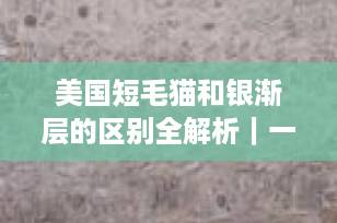 美国短毛猫和银渐层的区别全解析｜一文看懂英短VS美短，选对猫咪不踩坑！