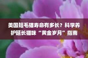美国短毛猫寿命有多长？科学养护延长猫咪“黄金岁月”指南