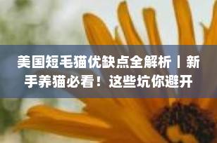 美国短毛猫优缺点全解析｜新手养猫必看！这些坑你避开了吗？